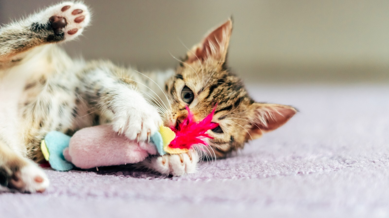 When Do Kittens Start Playing With Toys? A Play Development Guide