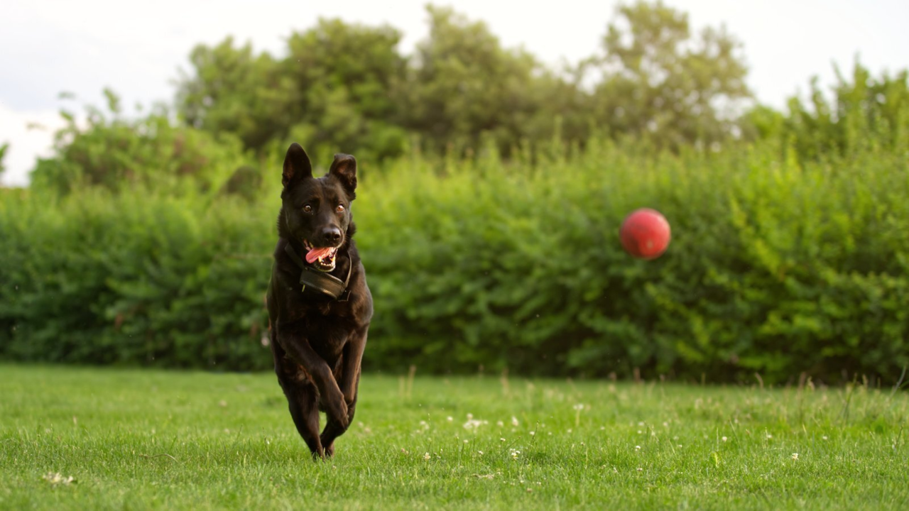 Dog Ball Sizes Explained: Small, Medium & Large Balls