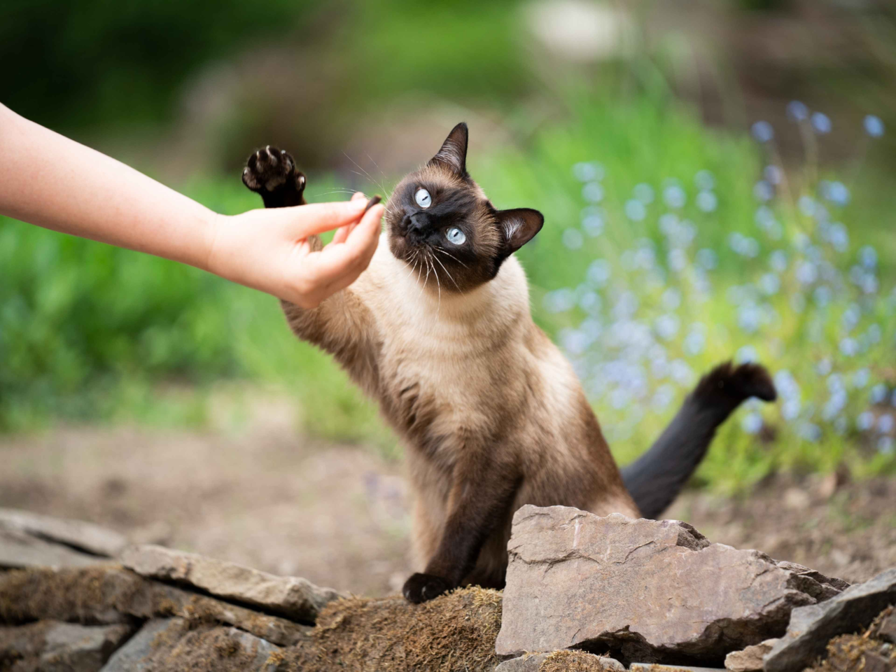 How Much to Feed a Siamese Cat: Portion Sizes, Diet Tips & Age Guide