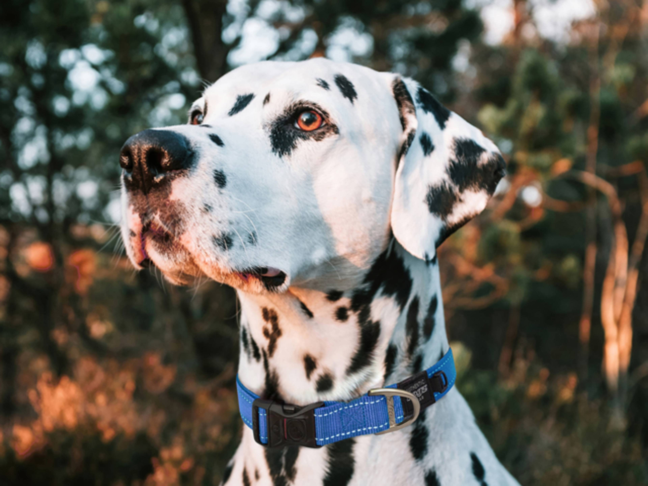 Your Complete Guide to Choosing the Right Dog Collar in NZ