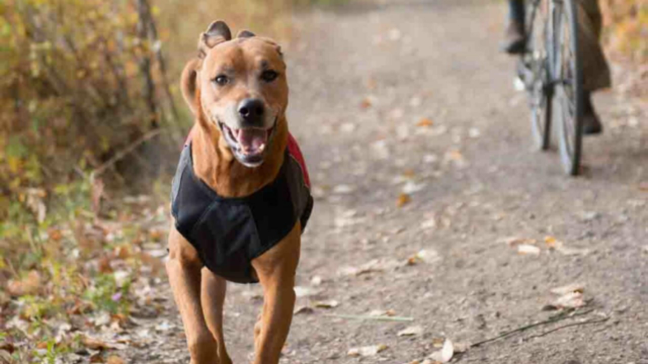 Do Dogs Need Raincoats? A Guide for New Zealand Pet Owners
