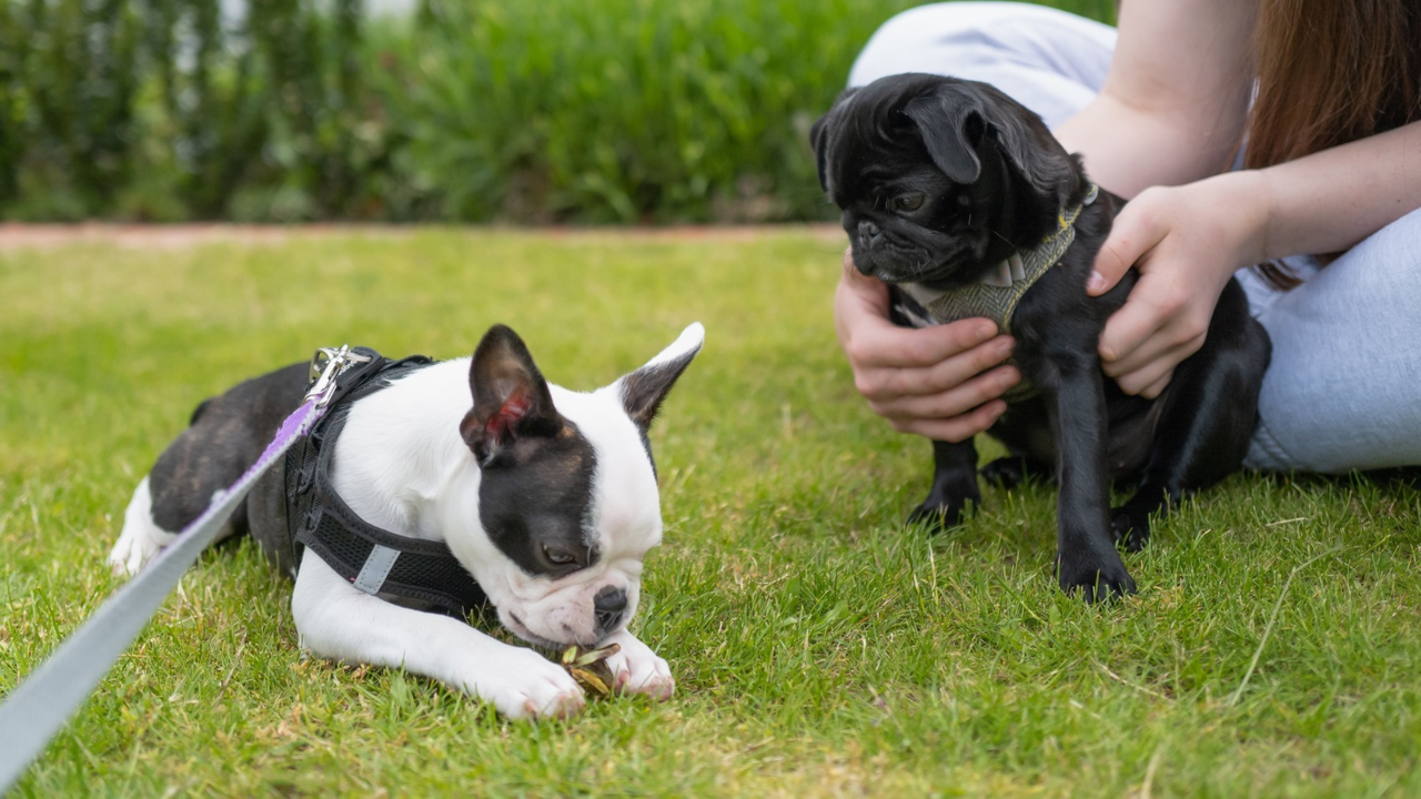 Best Puppy Harnesses in NZ: Fit, Safety and Sizing