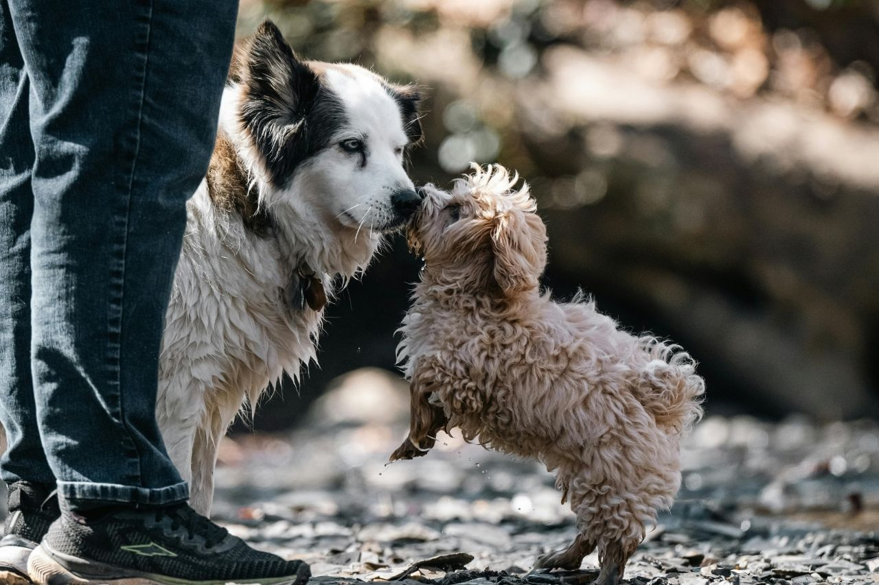 Small Breed vs Large Breed Senior Dogs