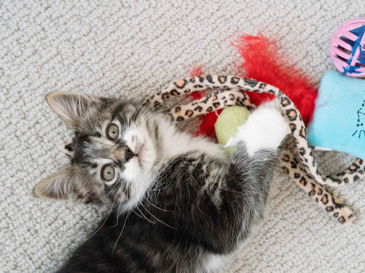 Best Kitten Toys for Healthy Play and Growth