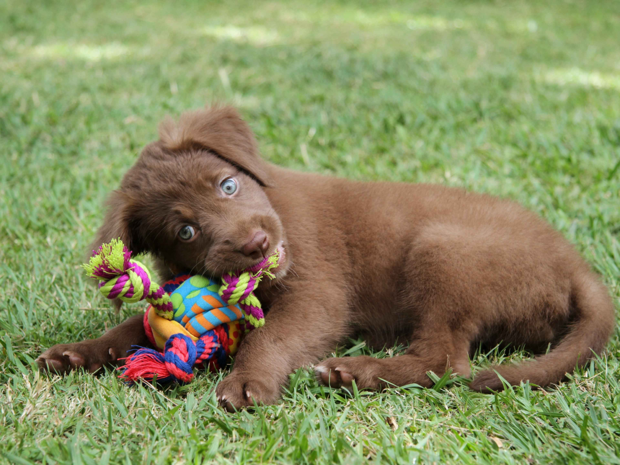 How to Choose the Best Toy for Your Puppy | Safe & Fun Playtime