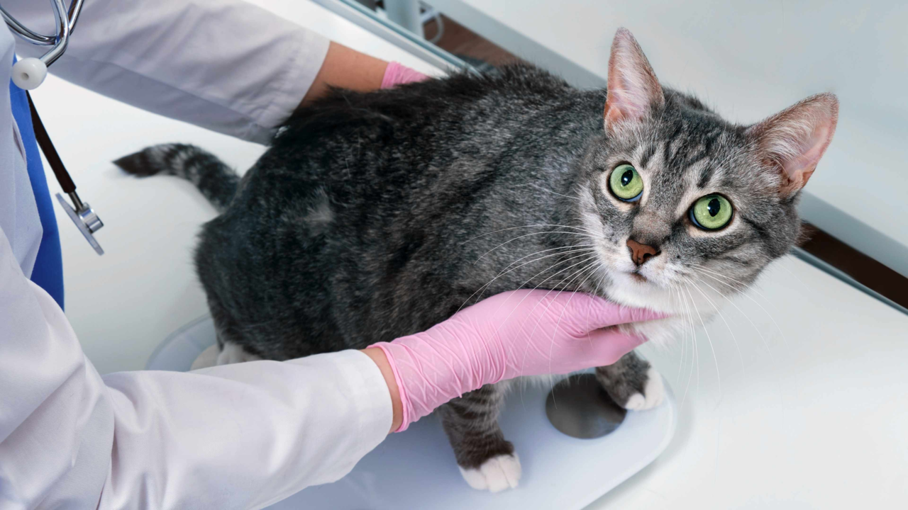 Healthy Pet Weight Guide: How to Manage Your Dog or Cat’s Weight in NZ