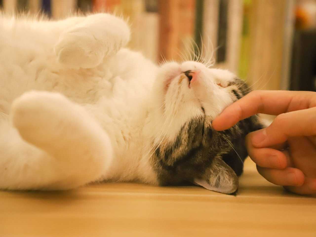 Why Do Cats Purr? The Real Reasons Behind Your Cat’s Purring Explained
