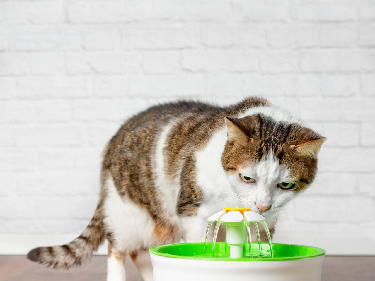 Smarter Drinking For Hot Days: How Tech Helps Pets Stay Cool
