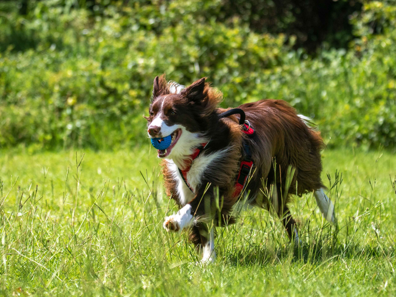 Joint Support for Active Dogs: Nutrition, Supplements & Care Tips