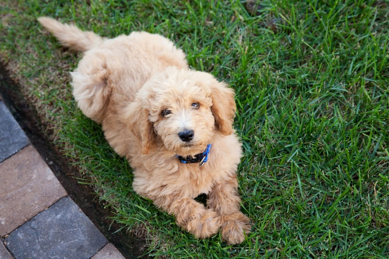 Training a Labradoodle: Best Tips for Obedience, Behaviour and Success