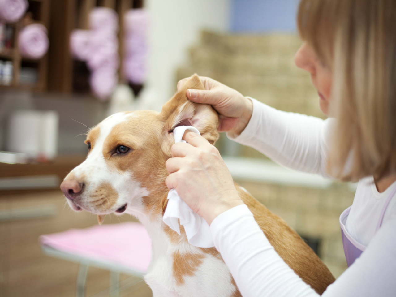 How To Clean Your Dog’s Ears Safely At Home