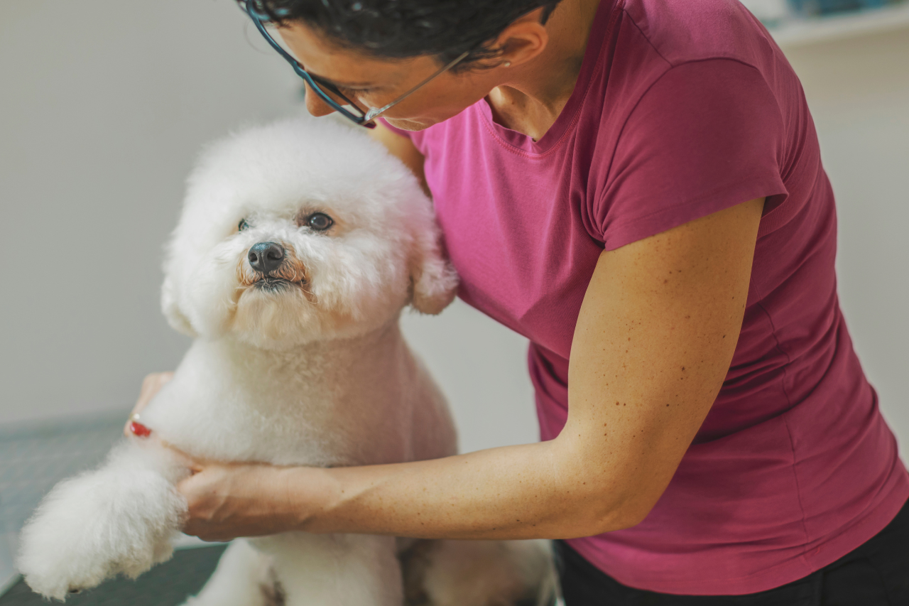 Best Grooming Tips for Bichon Frise in NZ