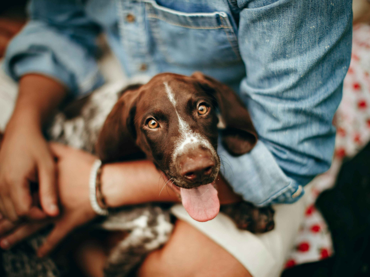 Humanising Pets: Finding the Right Balance for Kiwi Families