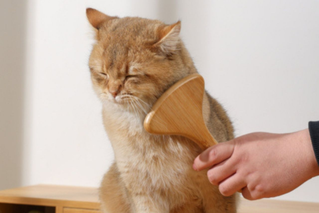 Top Cat Grooming Tools Guide for a Healthy, Shiny Coat