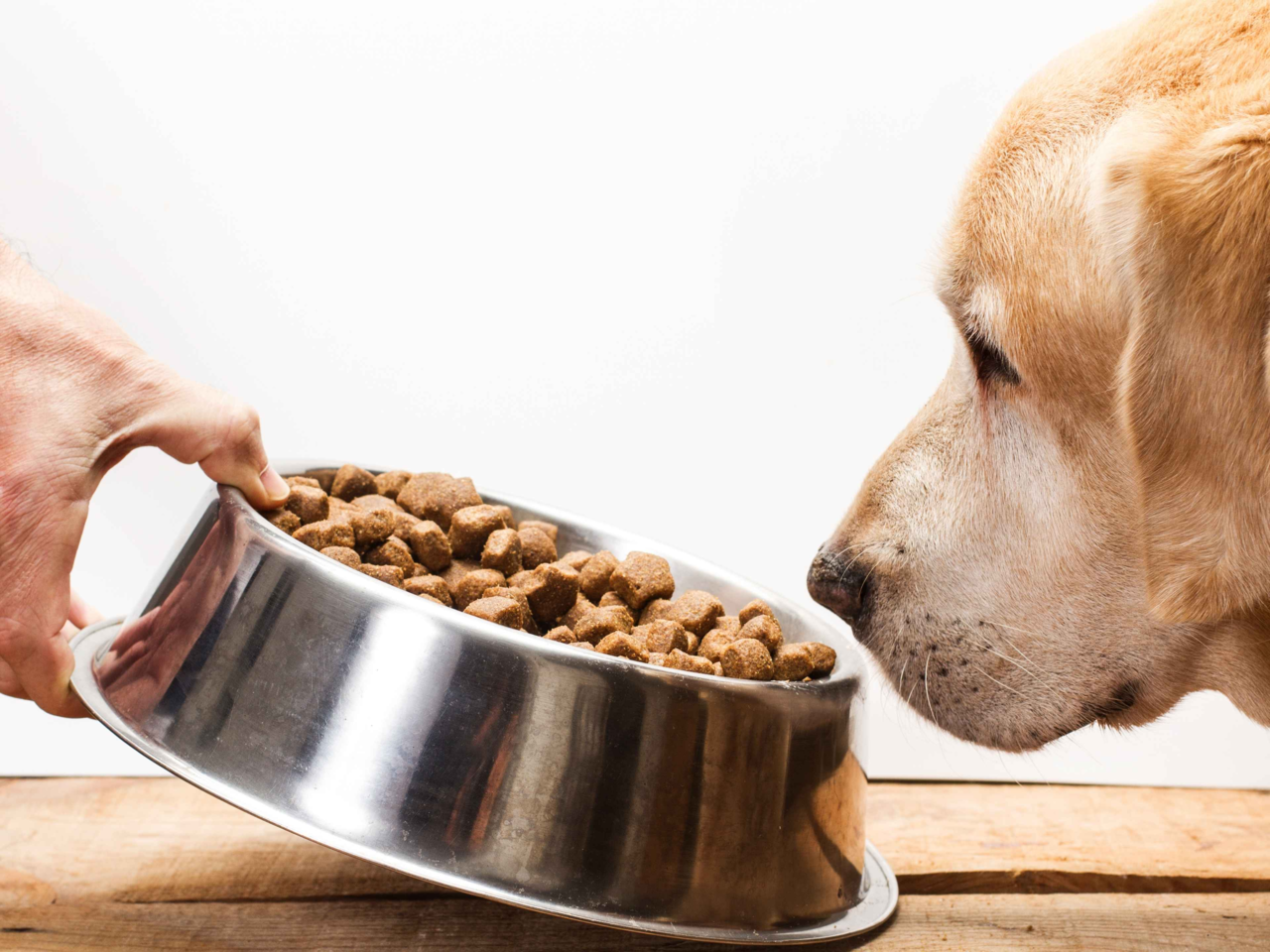 Do Pets Get Bored of Their Food? Tips to Keep Mealtimes Fun