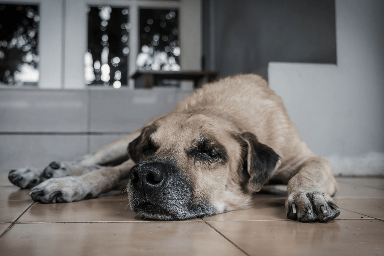 Night-Time Pacing and Restlessness in Older Dogs: What It Could Mean
