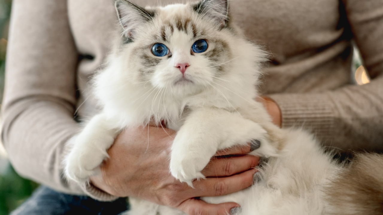 How to Train a Ragdoll Cat: Enrichment and Manners