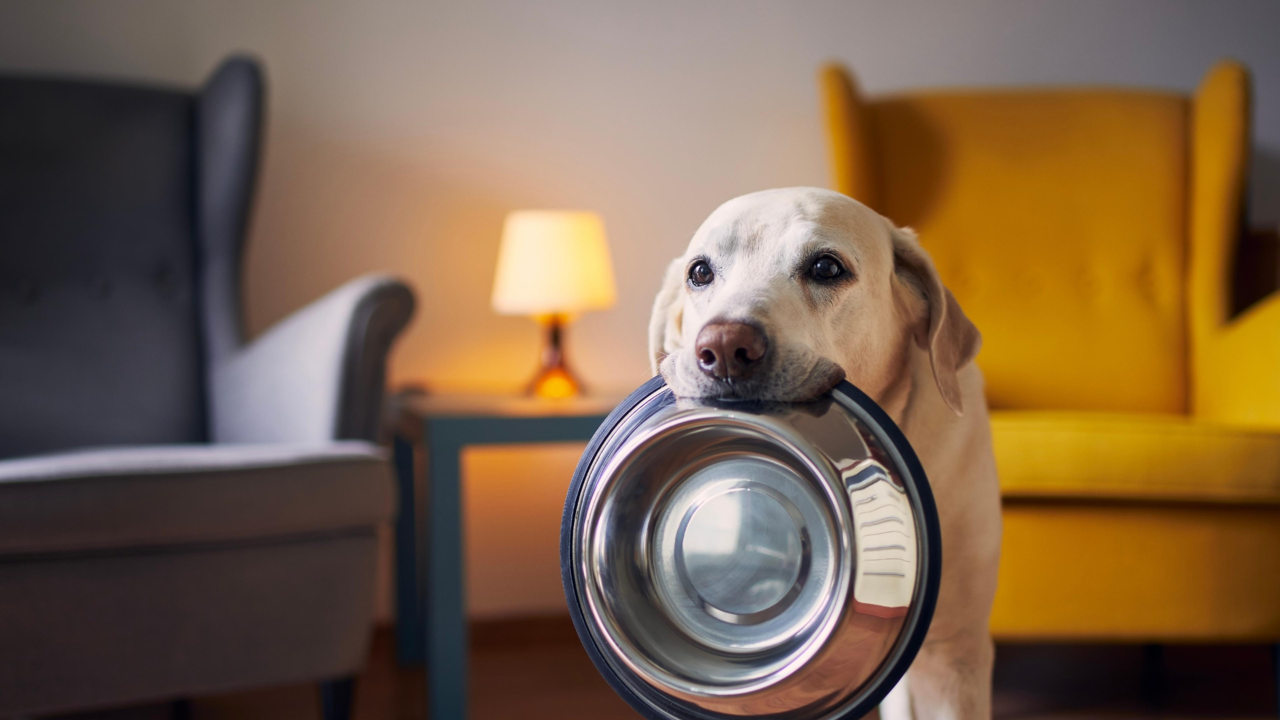 Dog Bowls & Feeders: Best-Selling Options For Every Pup Dog Bowls & Feeders: Best-Selling Options For Every Pup