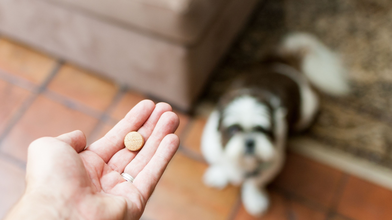 Best Dog Worm Treatments in New Zealand (and Where to Buy Them Online) Best Dog Worm Treatments in New Zealand (and Where to Buy Them Online)