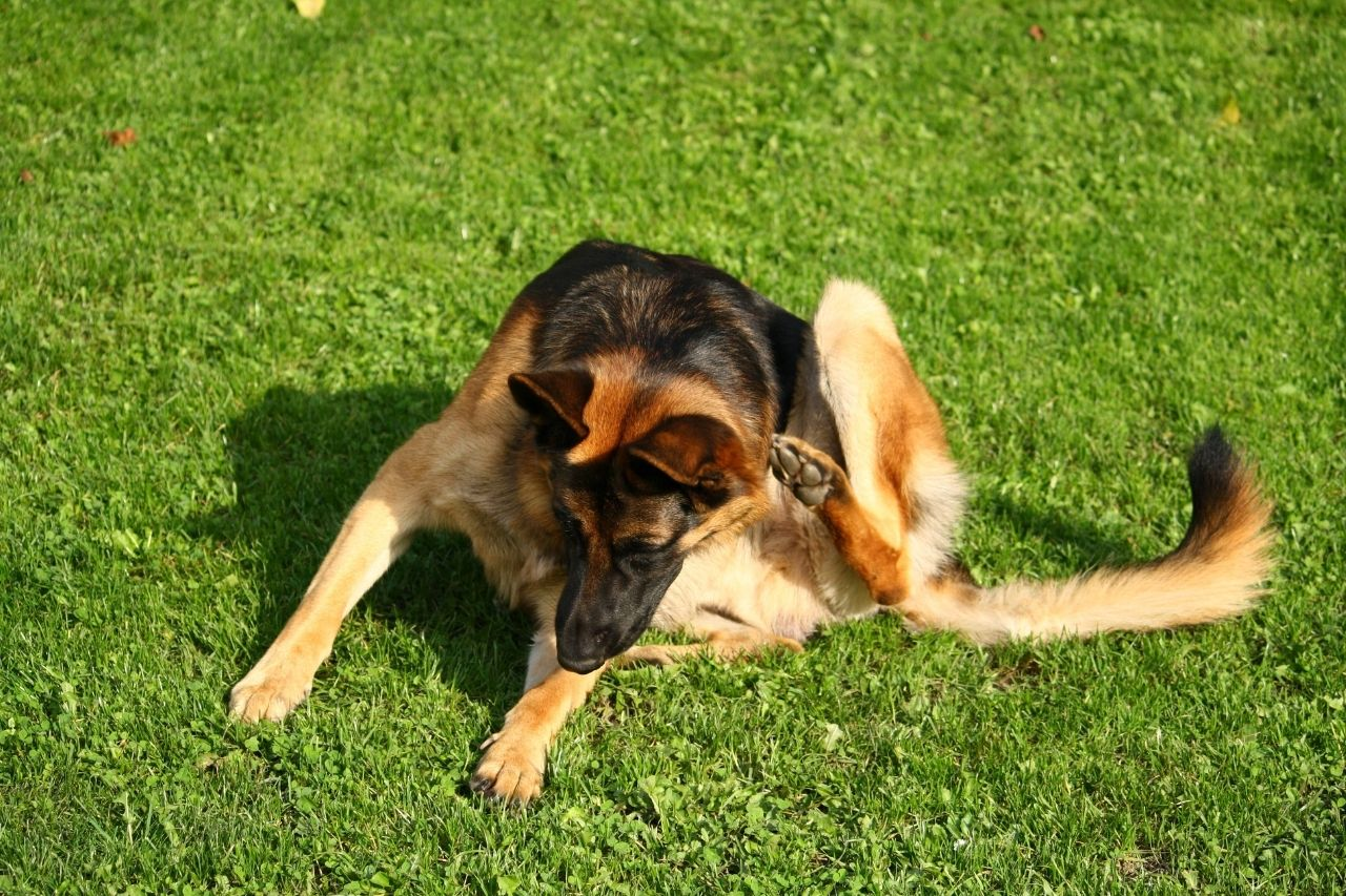 Why is My German Shepherd Scratching So Much? Causes & Best Remedies