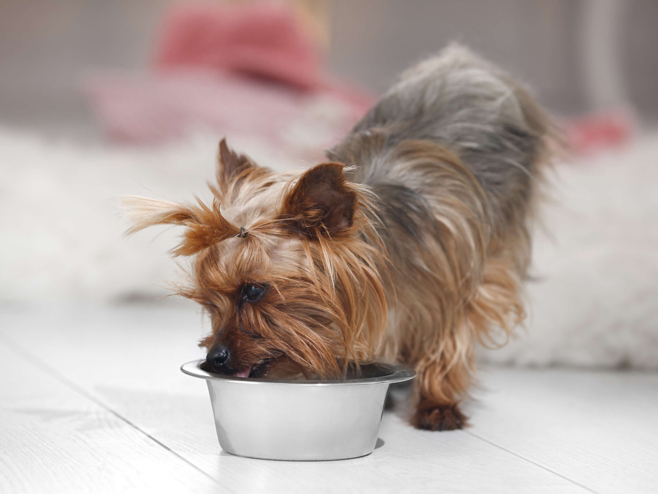 Yorkshire Terrier Feeding Guide: How Much to Feed Your Yorkie Daily