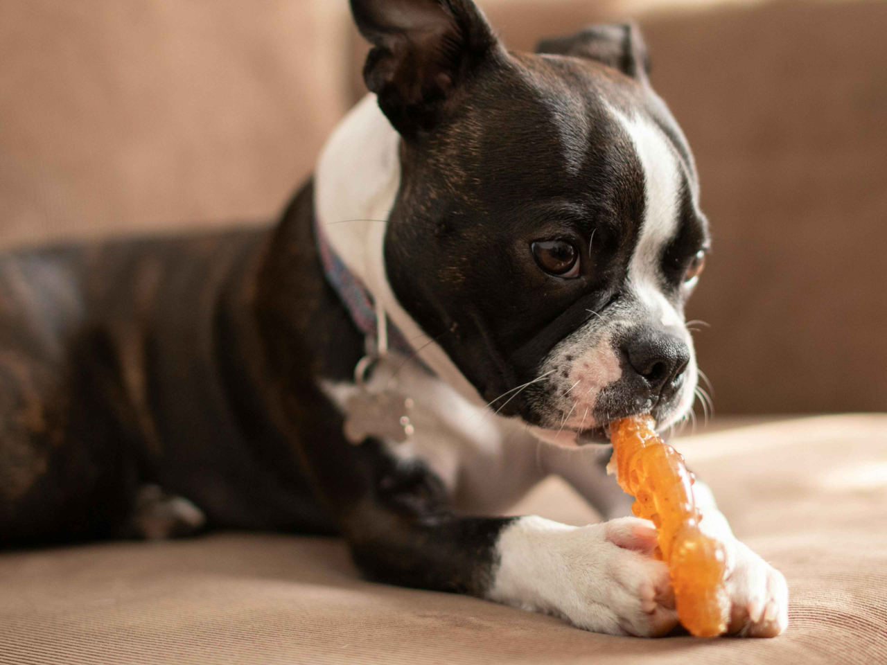 How Enrichment Can Help Ease Dog Anxiety Naturally