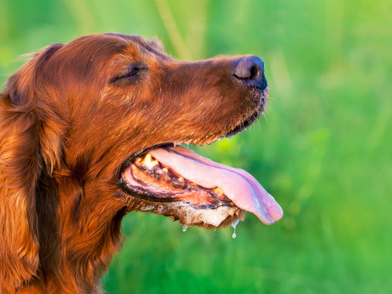 Signs Of Dehydration In Dogs & Cats