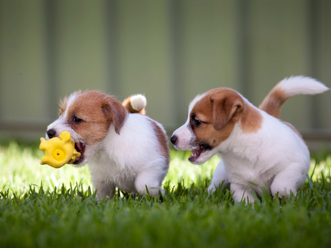Top 10 Must-Have Puppy Toys for New Pet Parents