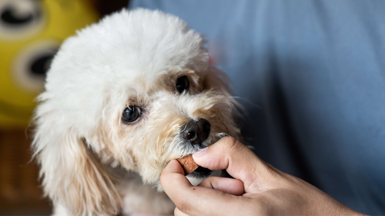 Worming Your Dog in NZ: Complete Puppy & Adult Schedule