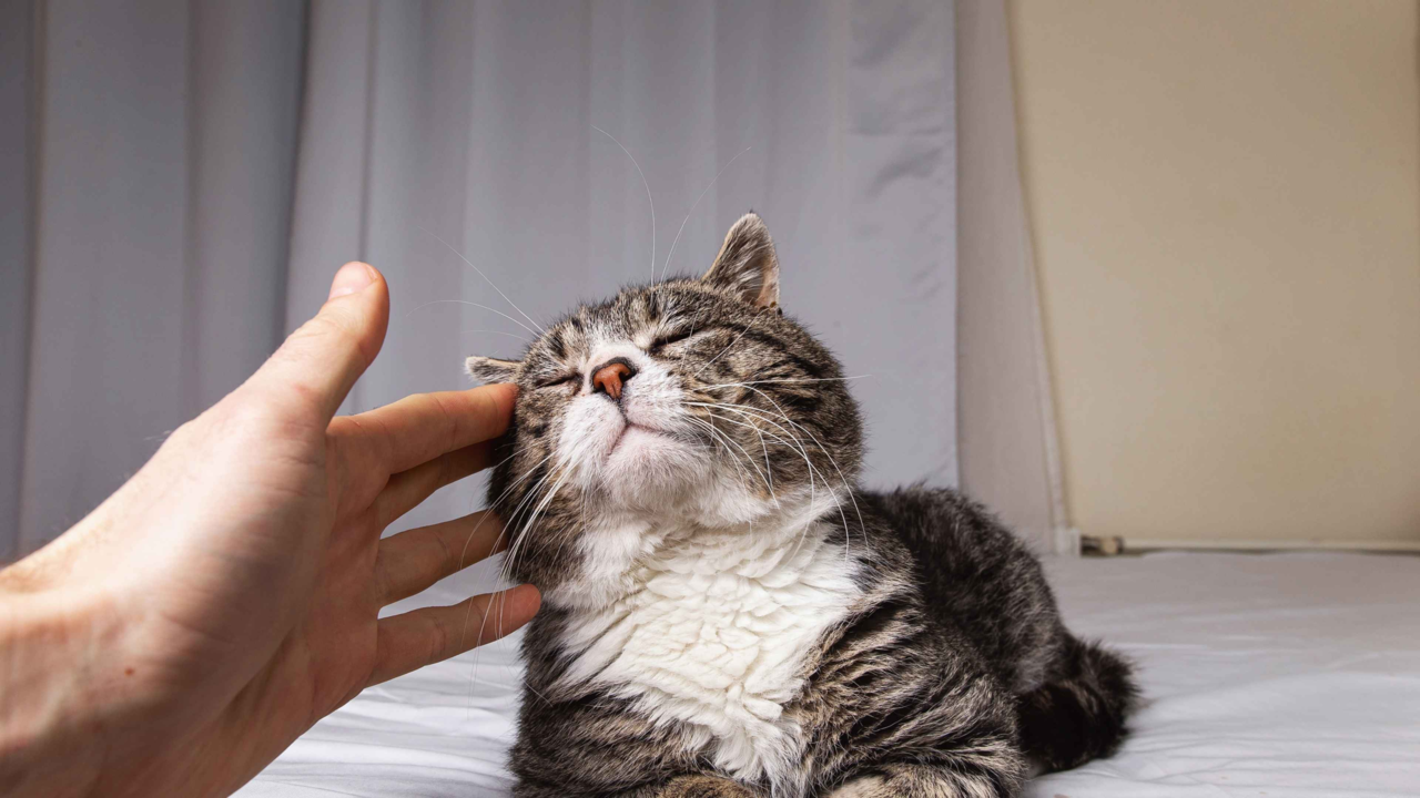 Why Do Cats Purr? Why Do Cats Purr?