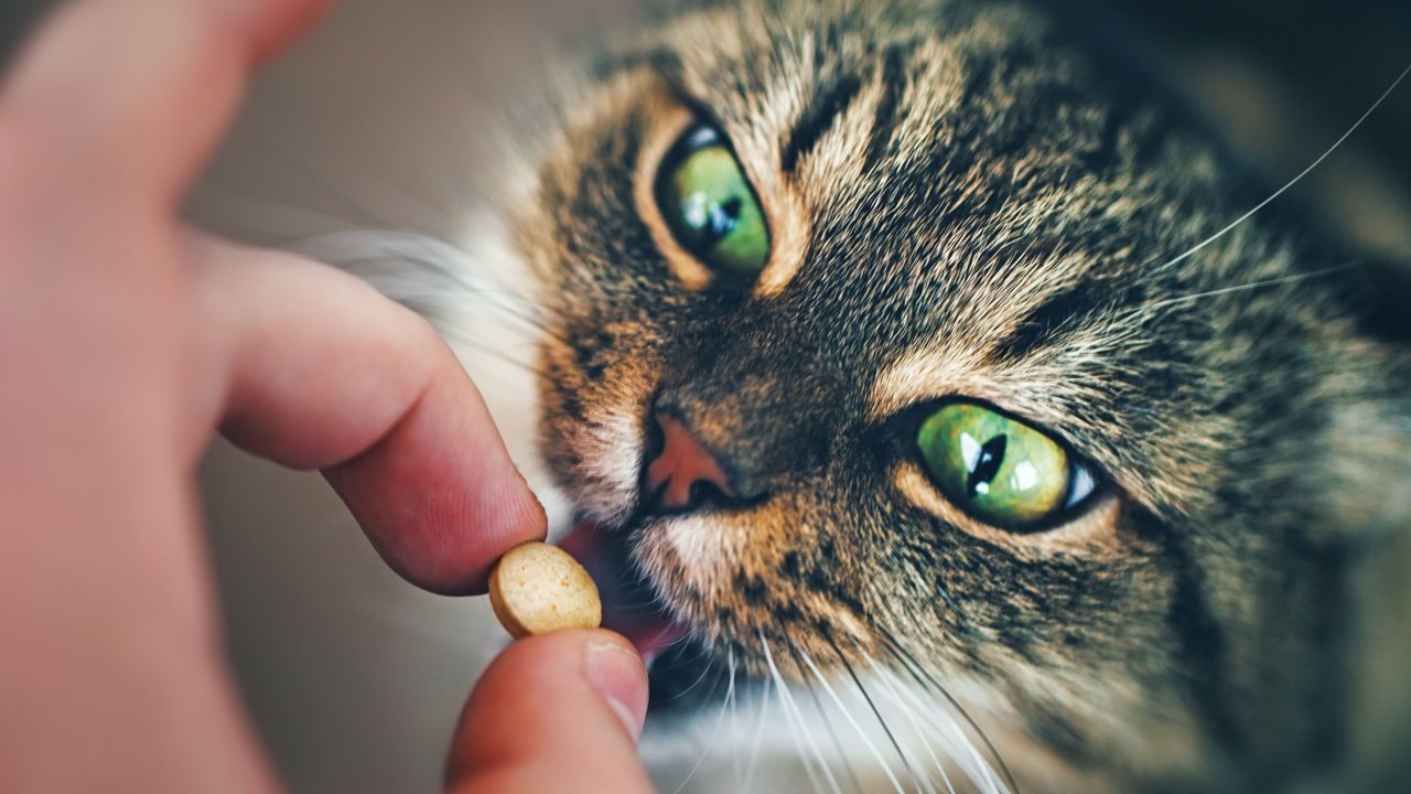Best Cat Worm Treatments in New Zealand (and Where to Buy Them Online) Best Cat Worm Treatments in New Zealand (and Where to Buy Them Online)