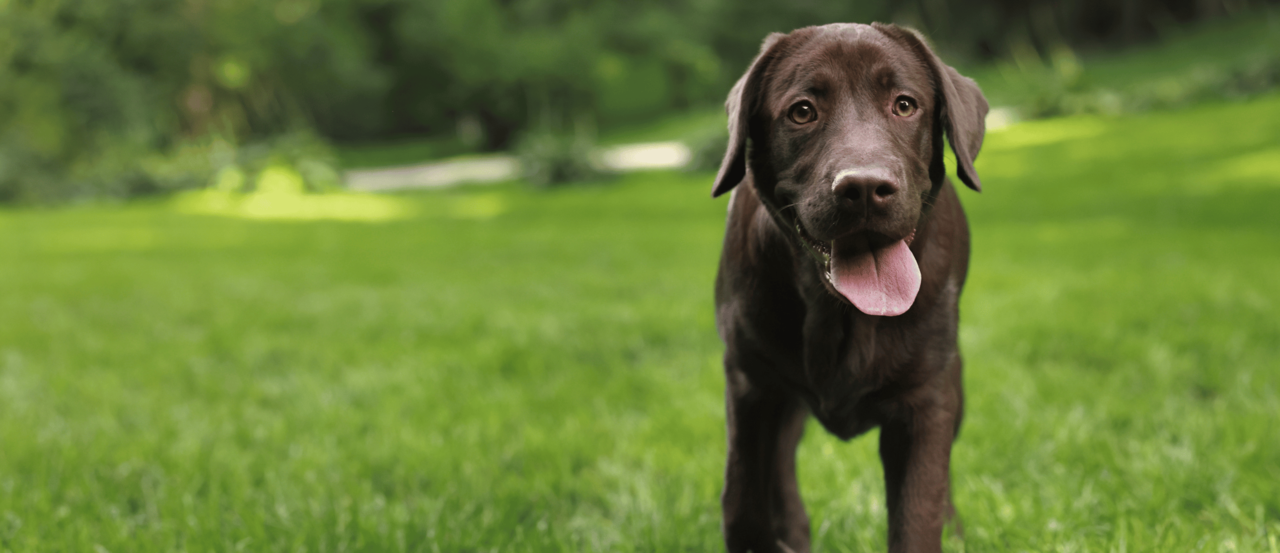 Eco-Friendly Pet Care for Kiwi Homes