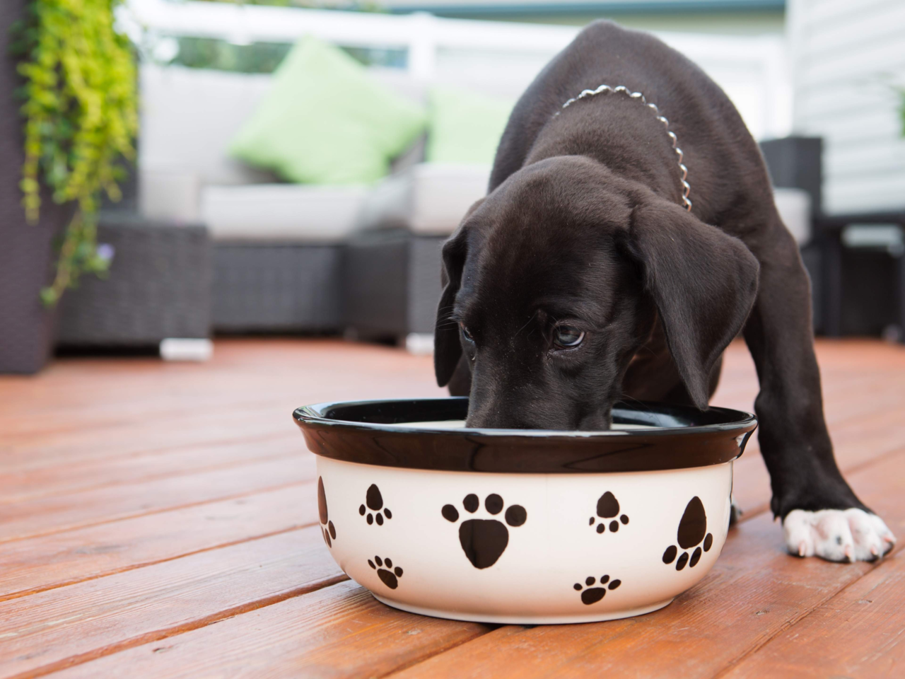 Complete Nutrition Guide for Giant Breed Puppies: Feeding for Healthy Growth