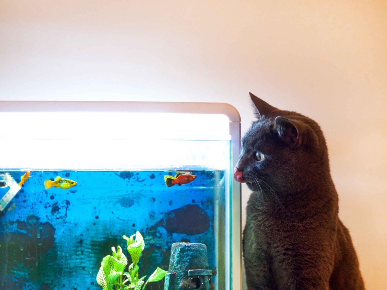 How to Stop Your Cat from Eating Your Fish: Safe Tips for Peaceful Coexistence