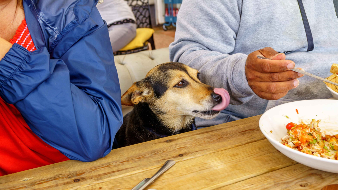 Can Pets Eat Leftovers? Safe and Unsafe Foods in Kiwi Homes