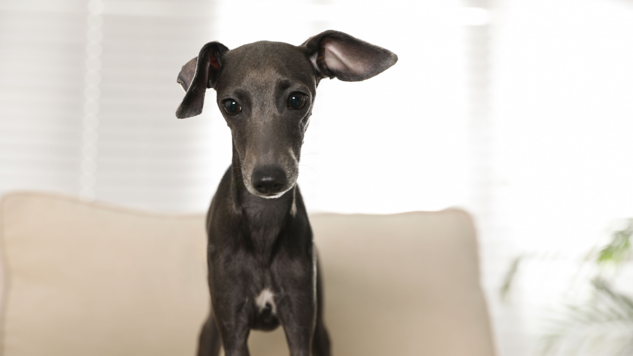 Why Greyhounds Are the Best Big Dog for Apartment Living in NZ