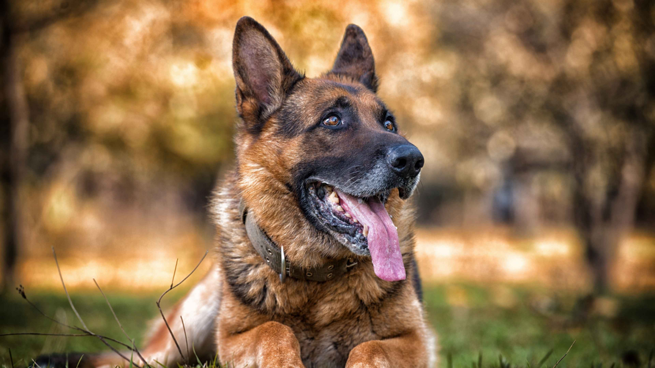 German Shepherd Care Guide: Health, Training, Nutrition & Tips
