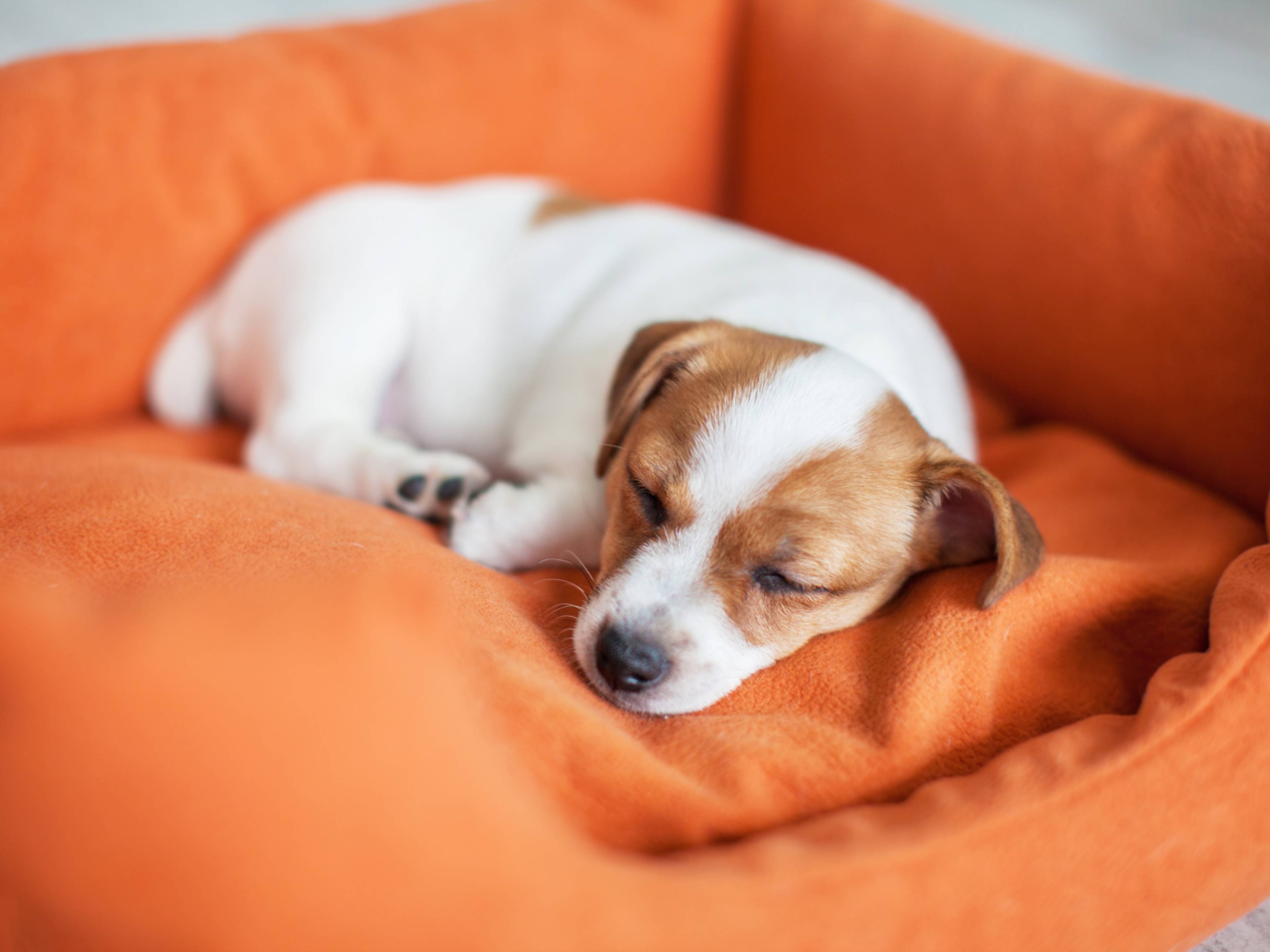 How to Help Your Dog Sleep Through the Night: Tips for Restful Nights