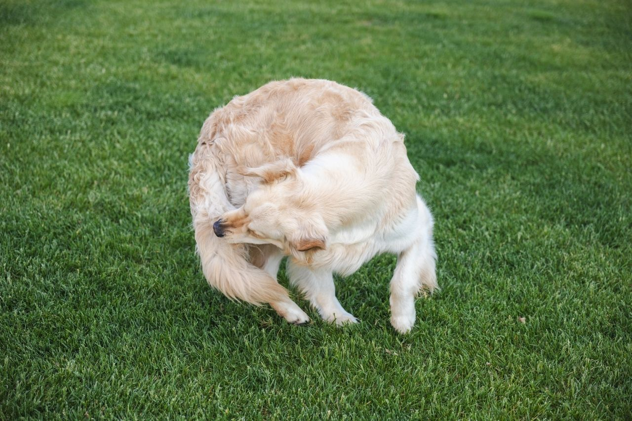 Why Is My Golden Retriever Scratching So Much? Causes, Symptoms & Relief Tips