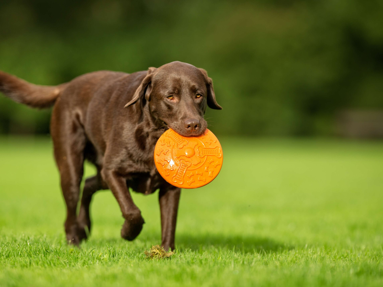 Best Toys for Energetic Large Dogs: Top Picks for Big Breeds