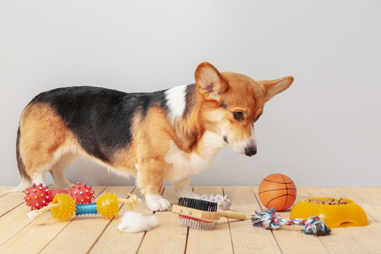 Best Dog Toys in NZ: The Ultimate Guide for Every Dog