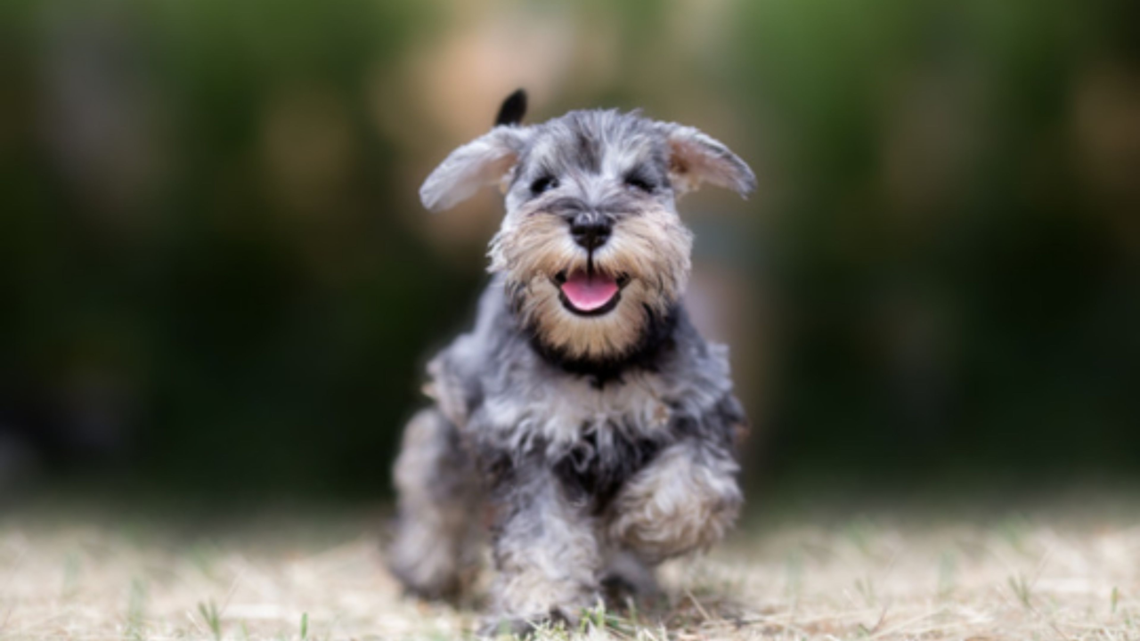 How to Calm a High-Energy Puppy