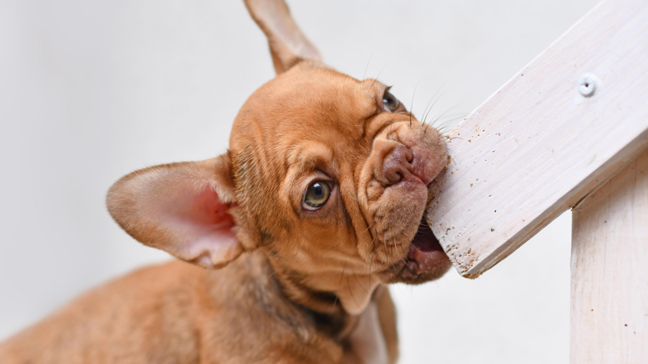 Why Dogs Chew Furniture & How To Help Them Stop
