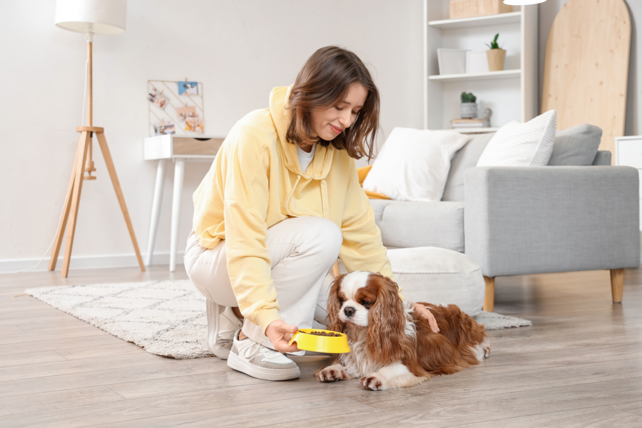 How Often Should You Feed a Cavalier King Charles Spaniel? Guide to Frequency & Portions