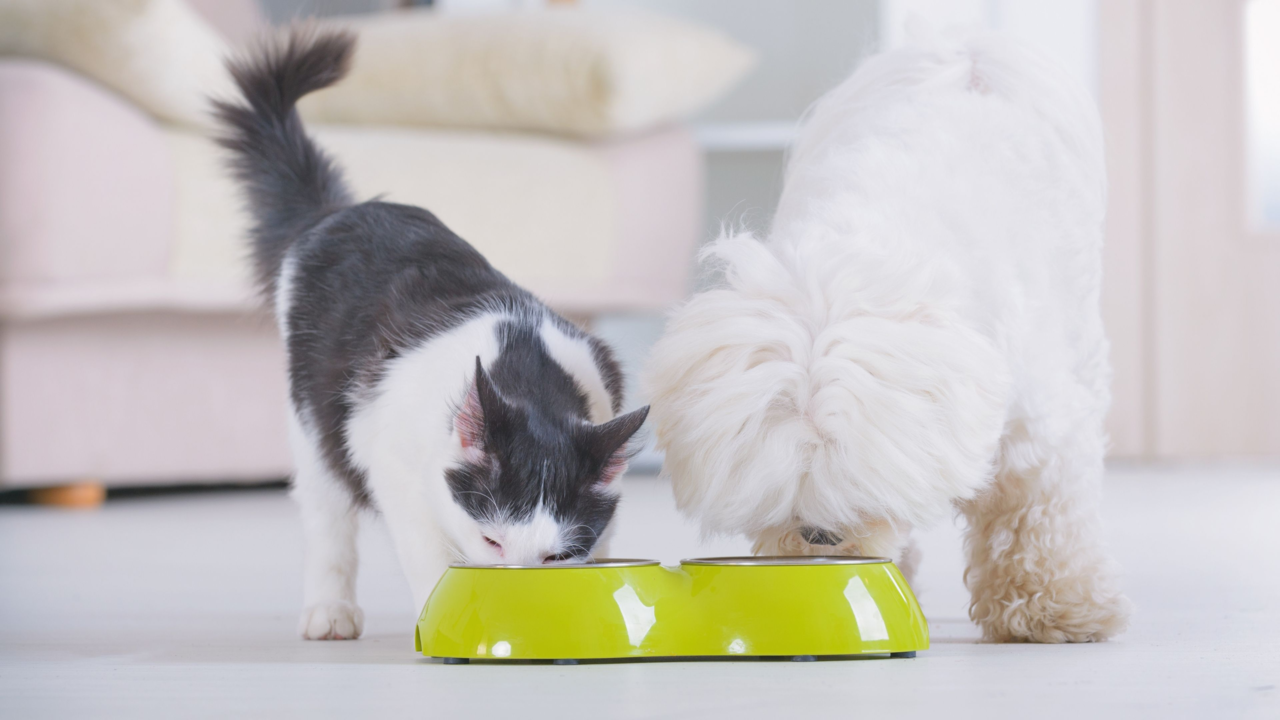 Should Cats and Dogs Share Water Bowls? What Kiwi Pet Parents Need to Know