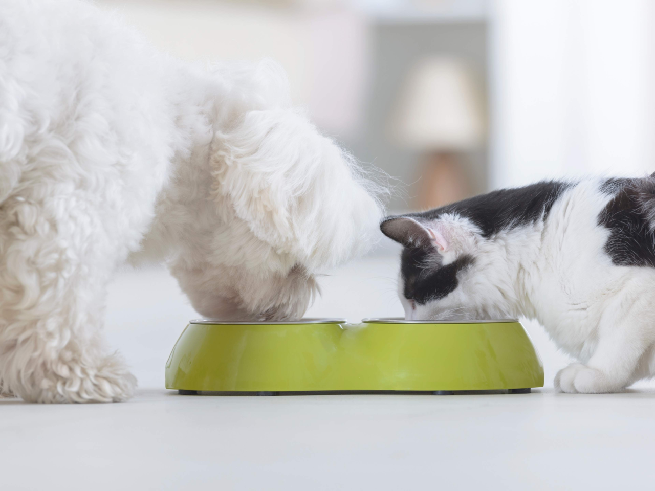 Portion Control for Pets: The Key to a Healthier, Happier Life