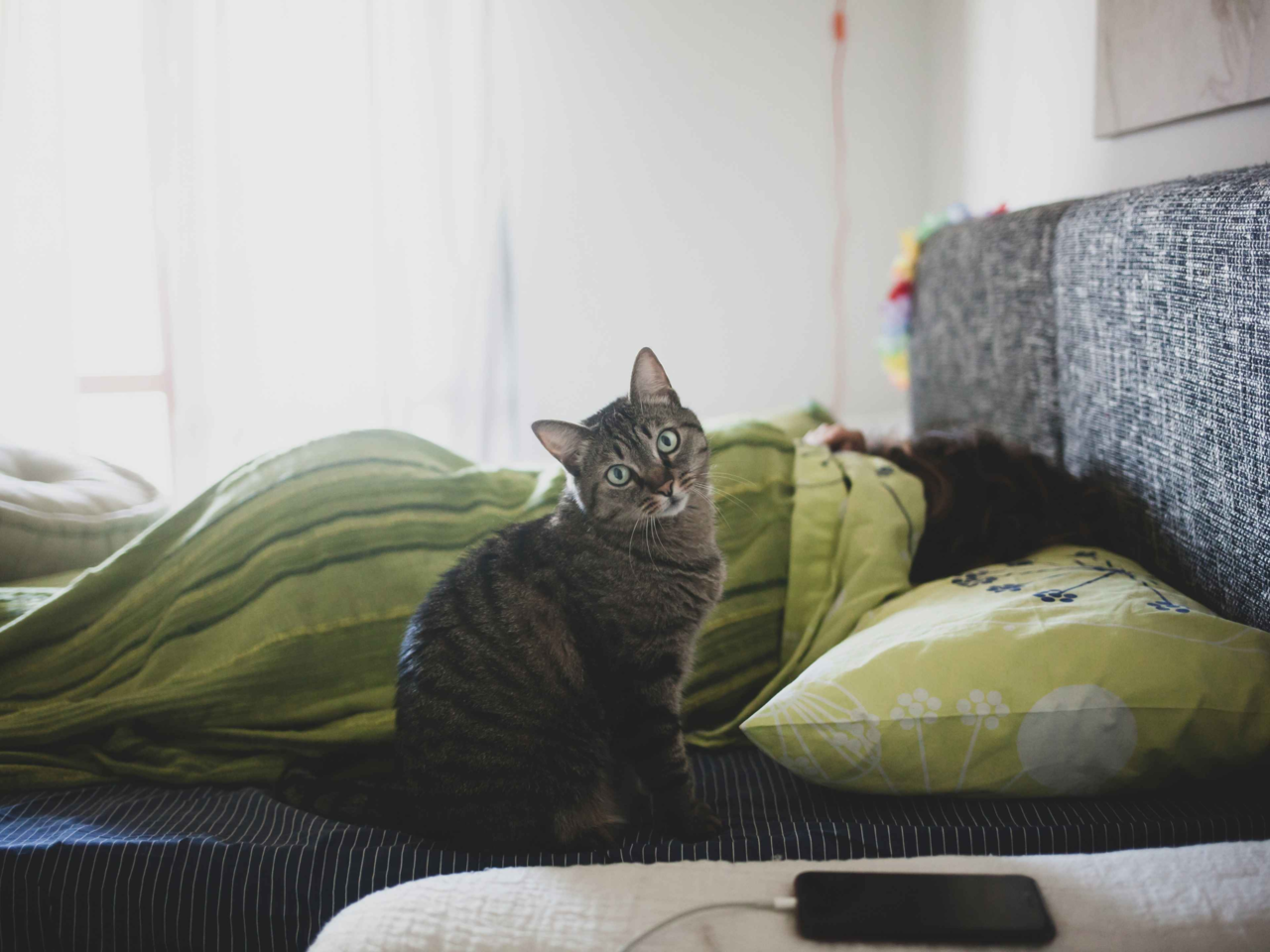 Why Does My Cat Stare at Me While I Sleep? Understanding Feline Behaviour