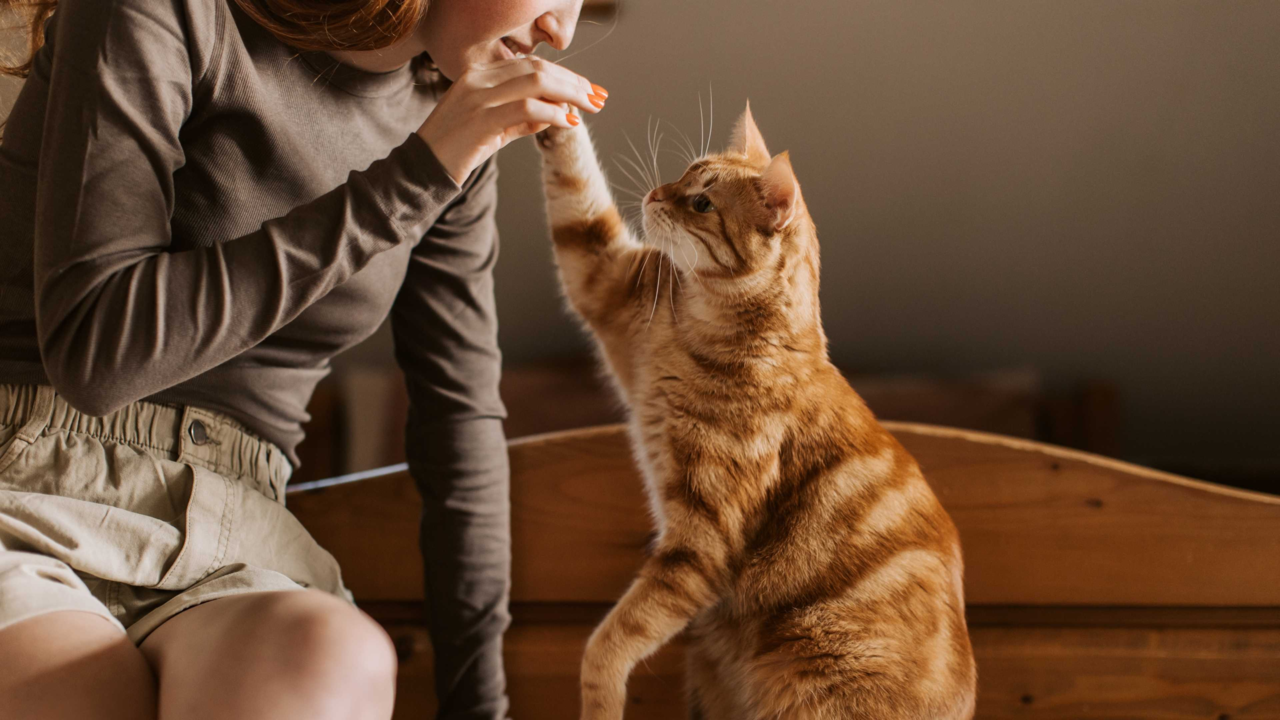 How to Keep Senior Cats Active: Enrichment, Nutrition & Play Tips How to Keep Senior Cats Active: Enrichment, Nutrition & Play Tips