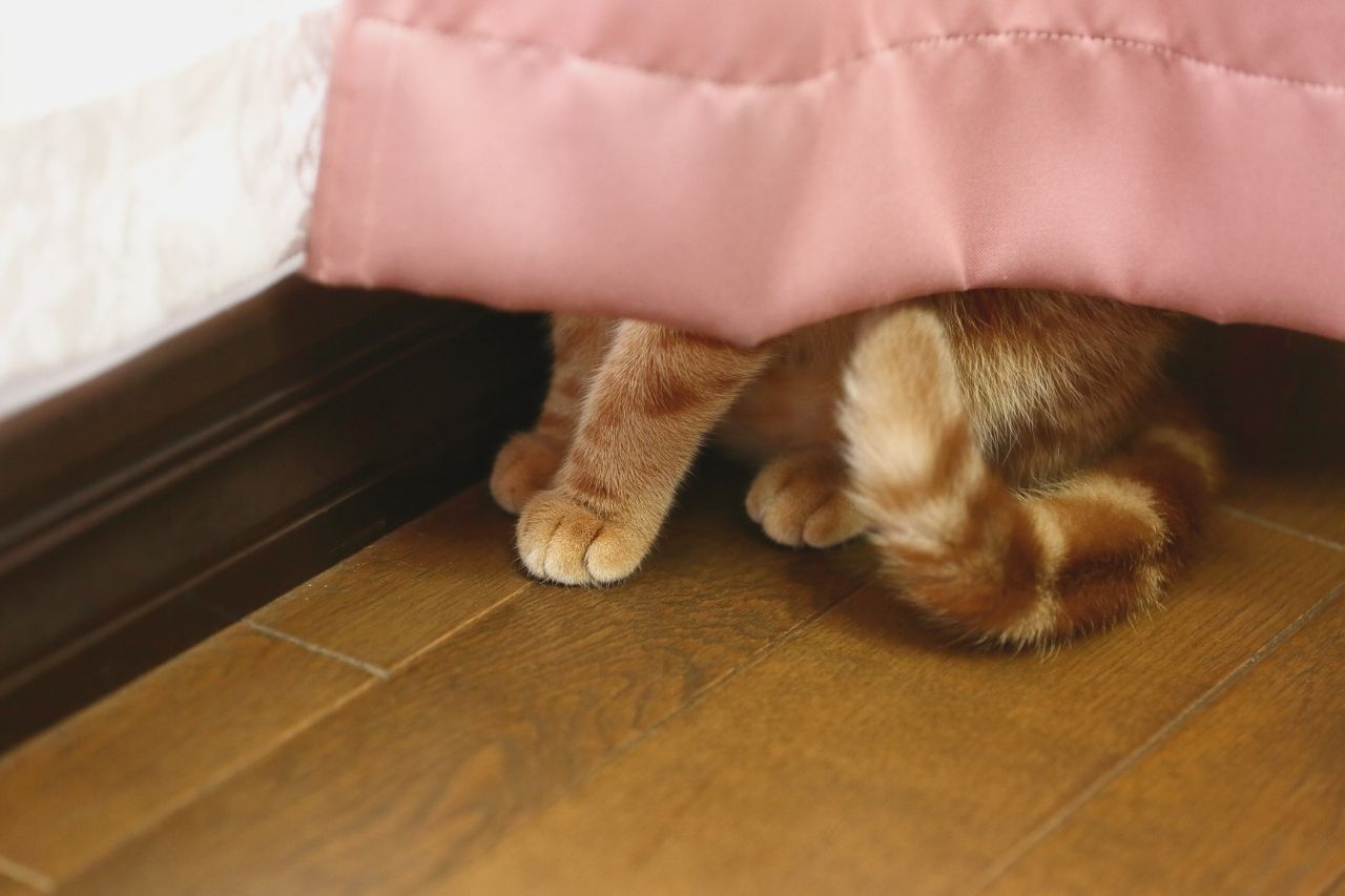 Top Signs Your Cat May Be Stressed (And What To Do)