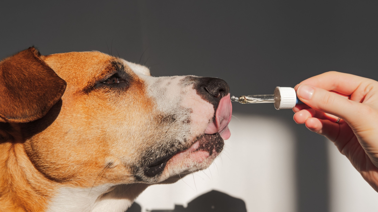 Best Dog Supplements in New Zealand (and Where to Buy Them Online)